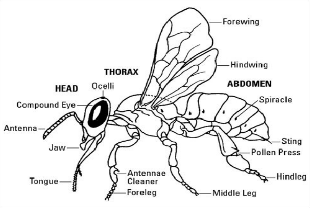 Insect Diagram